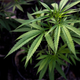 Imagen para el artículo titulado Amazon quiere legalizar la marihuana